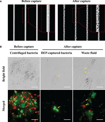 Approaches for attaining clean bacterial fractions from complex environmental samples